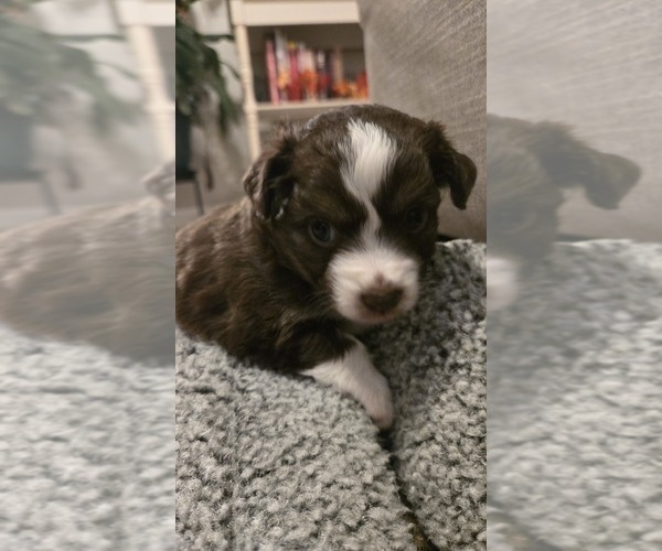 Medium Photo #4 Miniature Australian Shepherd Puppy For Sale in MOUNT JULIET, TN, USA