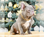 Small Photo #5 French Bulldog Puppy For Sale in BENSALEM, PA, USA