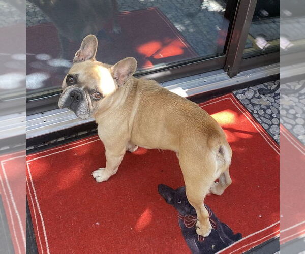 Medium Photo #8 French Bulldog-Unknown Mix Puppy For Sale in Missouri City, TX, USA