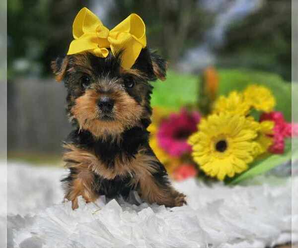 Medium Photo #2 Yorkshire Terrier Puppy For Sale in INDIANAPOLIS, IN, USA