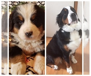 Bernese Mountain Dog Puppy for sale in YELM, WA, USA