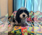 Small #2 Maltipoo (Miniature)