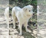 Small #6 Great Pyrenees