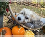 Small Photo #34 Havachon Puppy For Sale in NIANGUA, MO, USA