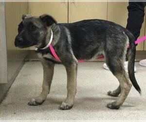 German Shepherd Dog Dogs for adoption in Riverside, CA, USA