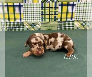 Dachshund Puppy for sale in WINNSBORO, LA, USA