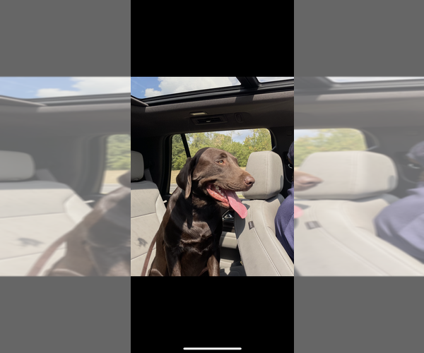 Medium Photo #1 Labrador Retriever Puppy For Sale in INDIANAPOLIS, IN, USA