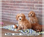 Image preview for Ad Listing. Nickname: Teddy