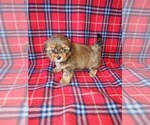 Small #8 Shorkie Tzu