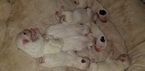 Small Photo #12 Bull Terrier Puppy For Sale in JACKSON, MI, USA