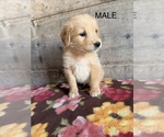 Litter of 4 - Male(s) and Female(s) Golden RetrieverLitter of Puppies for Sale - Photo #3