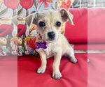 Small #1 Chihuahua Mix