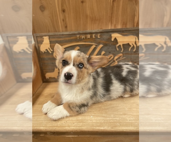 Medium Photo #2 American Corgi Puppy For Sale in SANDY VALLEY, NV, USA