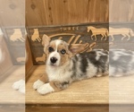 Small #1 American Corgi