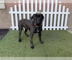Mastiff-Unknown Mix Dogs for adoption in Modesto, CA, USA