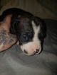 Small Photo #2 American Pit Bull Terrier Puppy For Sale in GRIFFIN, GA, USA