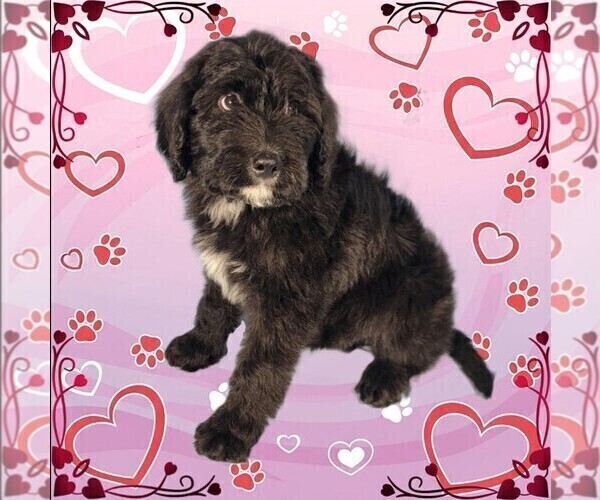 Medium Photo #19 Bernedoodle Puppy For Sale in BLACK FOREST, CO, USA