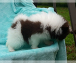 Small Photo #40 Pomeranian Puppy For Sale in PALM BCH GDNS, FL, USA