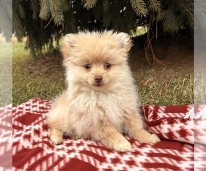 Pomeranian Puppy for sale in MIDDLEBURY, IN, USA