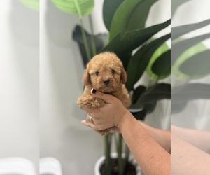 Poodle (Toy) Puppy for sale in TAMPA, FL, USA