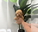 Small Poodle (Toy)