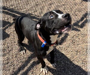 American Pit Bull Terrier Dogs for adoption in Fort Collins, CO, USA