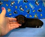 Small Yorkshire Terrier