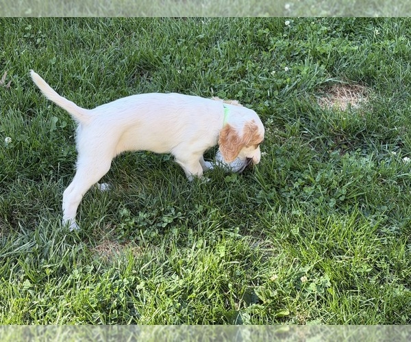 Medium Photo #5 English Setter Puppy For Sale in HAMILTON, OH, USA
