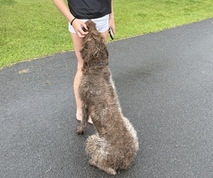 Father of the Wirehaired Pointing Griffon puppies born on 09/15/2026