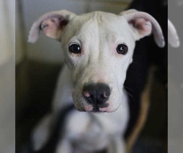 Medium Photo #1 American Staffordshire Terrier-Unknown Mix Puppy For Sale in San Antonio, TX, USA