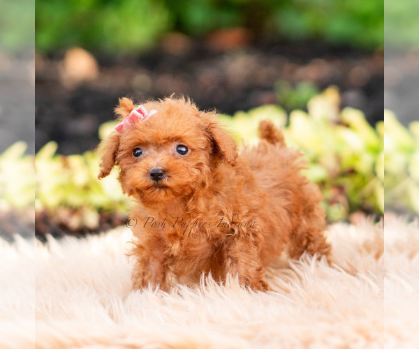 Medium Photo #93 Maltipoo (Miniature) Puppy For Sale in WARSAW, IN, USA