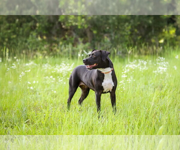 Medium Photo #7 Mutt Puppy For Sale in  Gainesville, FL, USA