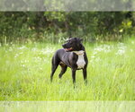 Small #6 Mutt