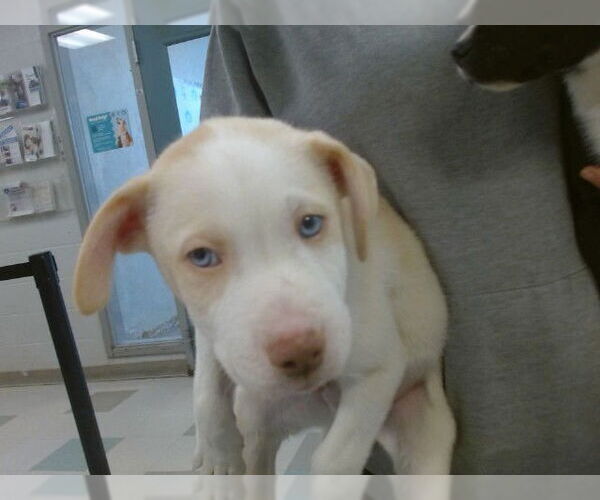 Medium Photo #1 Anatolian Shepherd-Unknown Mix Puppy For Sale in Oklahoma City, OK, USA