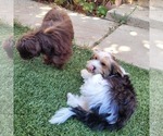 Small #4 Yorkipoo