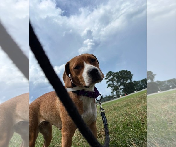 Medium Photo #3 Beagle-Unknown Mix Puppy For Sale in Rustburg, VA, USA