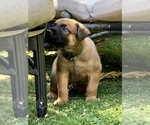 Small Photo #11 Belgian Malinois Puppy For Sale in LOS ANGELES, CA, USA