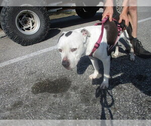 American Pit Bull Terrier Dogs for adoption in Ocala, FL, USA