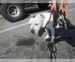 Small American Pit Bull Terrier