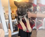 Litter of 2 - Male(s) and Female(s) German Shepherd DogLitter of Puppies for Sale - Photo #2