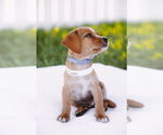 Small #2 Chiweenie