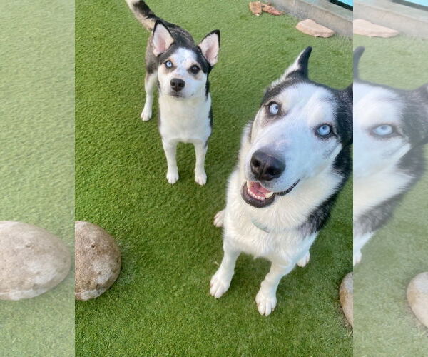 Medium Photo #5 Siberian Husky Puppy For Sale in Newport Beach, CA, USA