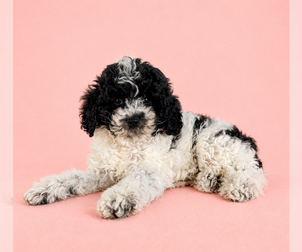 Medium Photo #1 Cavapoo (Standard) Puppy For Sale in GREENFIELD, IN, USA
