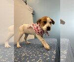 Small #2 Beagle Mix