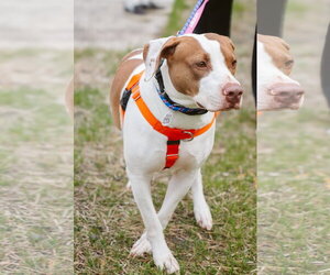 Mutt Dogs for adoption in Oakhurst, NJ, USA