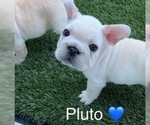 Puppy Pluto French Bulldog