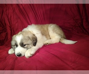 Anatolian Shepherd-Great Pyrenees Mix Puppy for sale in COLMAN, SD, USA