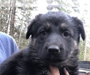 German Shepherd Dog Puppy for Sale in RUFFIN, South Carolina USA