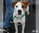 Small Photo #4 Boxador Puppy For Sale in Washington, DC, USA