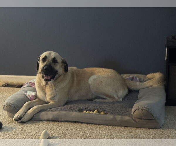 Medium Photo #1 Anatolian Shepherd-Unknown Mix Puppy For Sale in Plainfield, IL, USA